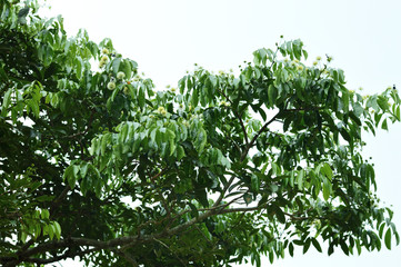 Obraz premium trees branches with little white flowers