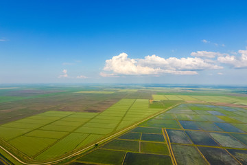 Fototapeta premium The rice fields are flooded with water. Flooded rice paddies. Agronomic methods of growing rice in the fields.