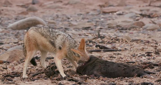 4k close-up view of a black-backed jackal feeding on a seal pup carcass on the coast line of the Namib Desert, Namibia