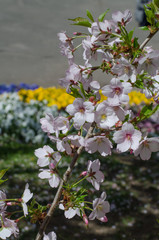 桜の花