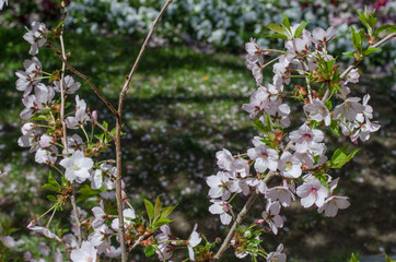 桜の花