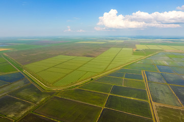 Fototapeta premium The rice fields are flooded with water. Flooded rice paddies. Agronomic methods of growing rice in the fields.