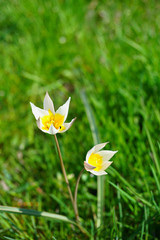 yellow flowers in grass