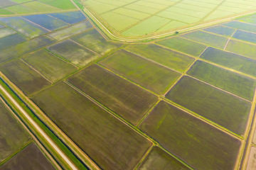 The rice fields are flooded with water. Flooded rice paddies. Agronomic methods of growing rice in the fields.