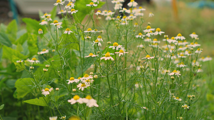 field of flowers