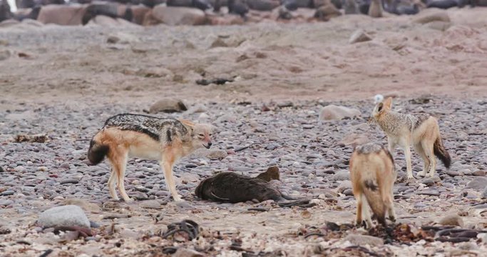 4k close-up view of three black-backed jackals, one feeding on a seal pup carcass on the coast line of the Namib Desert, Namibia