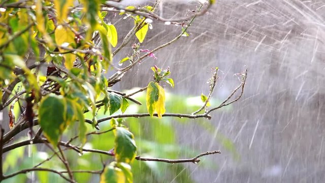 Close up view of watering trees using springers in the garden.