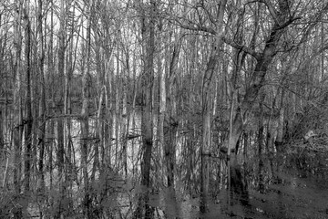 Forest trees in black and white