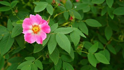 pink flower