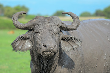 Obraz premium Buffalo portrait in Safari