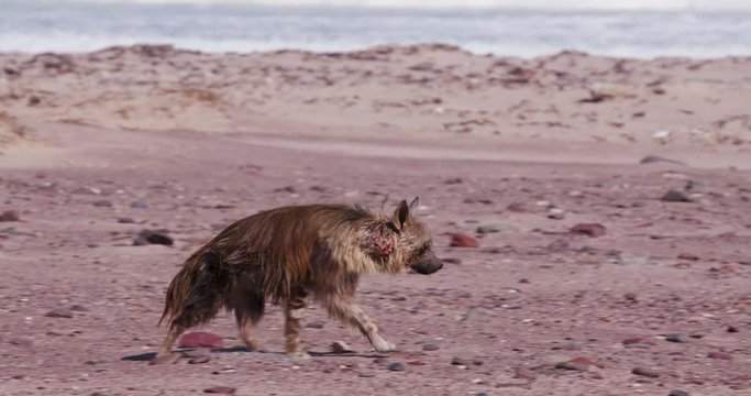 4K close-up view of a Brown Hyena walking along the coast line of the Skeleton Coast National Park, Namibia