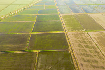 The rice fields are flooded with water. Flooded rice paddies. Agronomic methods of growing rice in the fields.