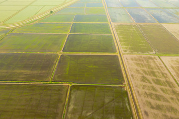 The rice fields are flooded with water. Flooded rice paddies. Agronomic methods of growing rice in the fields.