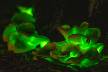 bioluminescent Ghost mushroom(Omphalotus nidiformis)South west Sydney Australia. © petar