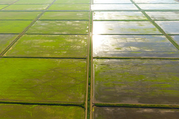 The rice fields are flooded with water. Flooded rice paddies. Agronomic methods of growing rice in the fields.