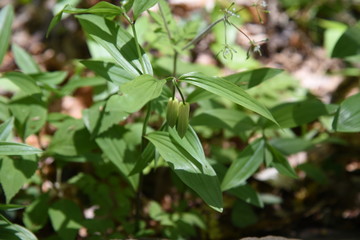 Disporum sessile flowers