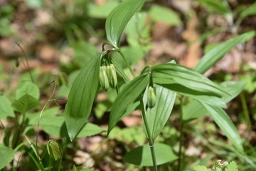 Obraz premium Disporum sessile flowers