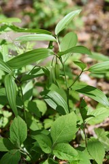 Disporum sessile flowers