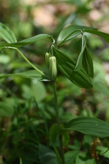 Fototapeta premium Disporum sessile flowers