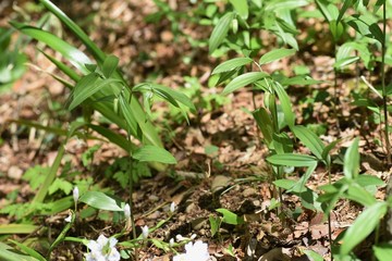 Disporum sessile flowers