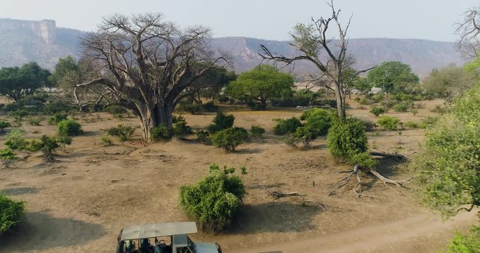 4K aerial fly over view of a 4x4 safari vehicle driving thorugh the bushveld with beautiful large Baobab trees, Gonarezhou National Park, Zimbabwe