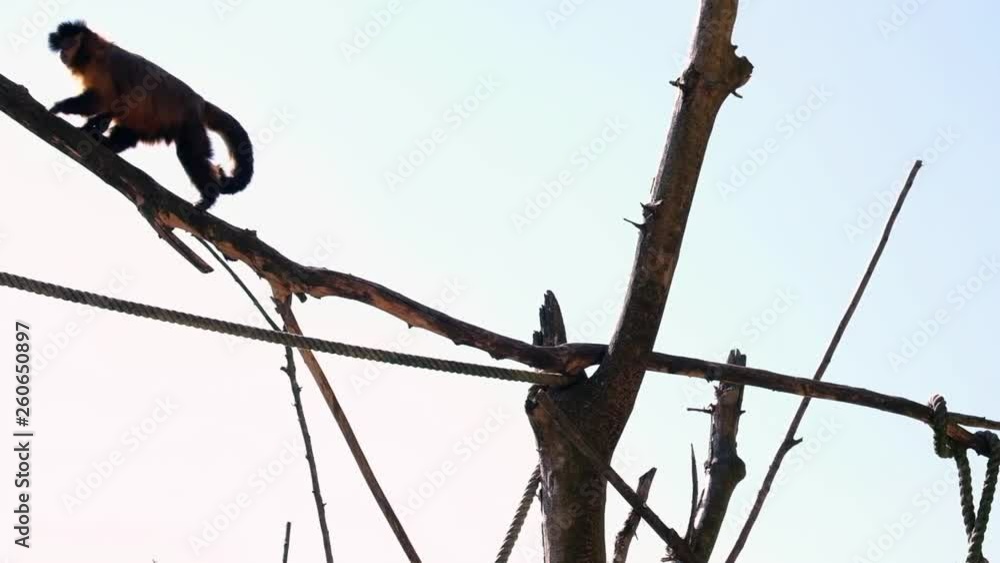 Poster a capuchin balancing on a tree
