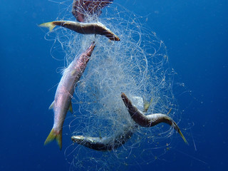 Ghost nets are commercial fishing nets that have been lost, abandoned, or discarded at sea of Tunku Abdul Rahman Park, Kota Kinabalu, Sabah. Malaysia, Borneo.