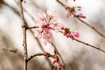 南立石公園の桜