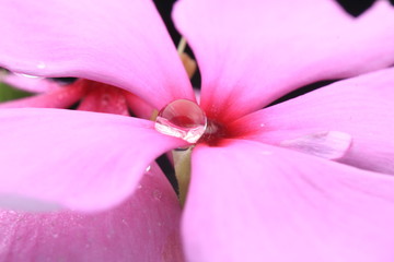 dew on red flowers