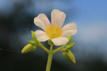 beautiful asian boreno exotic flowers