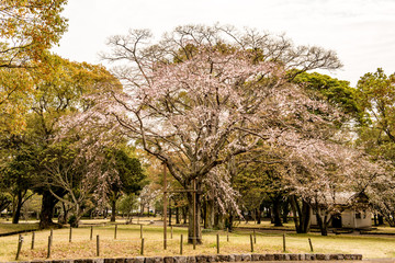 Obraz premium 南立石公園の桜