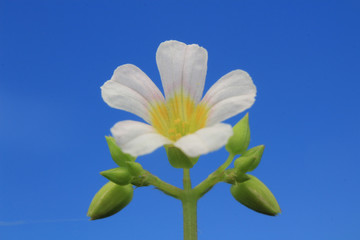 exotic Borneo Asian flowers and space text