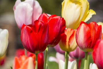 Tulips of the flower bed