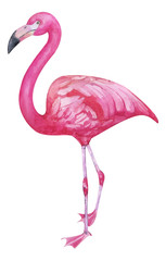 Watercolor hand painted pink flamingo. exotic bird standing on two legs. Tropical trandy bird with bright plumage isolated on white