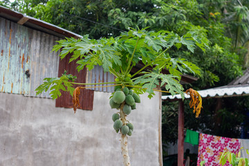 papaya fruit on a tree in the patio. drying clothes