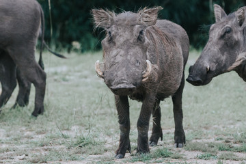 Portrait warthog in African