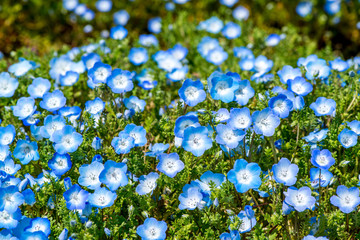 農業公園のネモフィラ