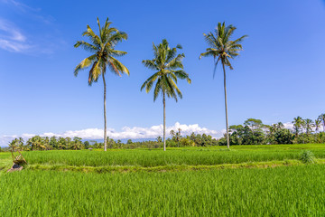 Three coconut palm trees on green rice terraces near Ubud in island Bali, Indonesia