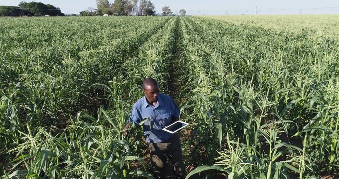4K high aerial zoom out view of a black african farmer using a digital tablet and monitoring a corn crop on large scale vegetable farm