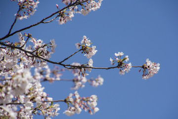 Cherry Blossoms; Sakura