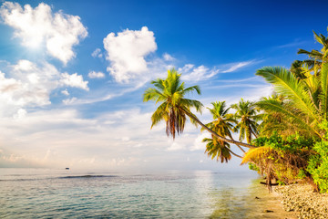 Beautiful palm trees on sunny maldivian beach