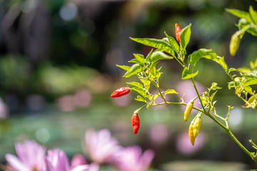 Red chilli pepper in garden farm agriculture, chilli is fruit of plants from the genus Capsicum. Organic red pepper fruit in garden farm agriculture on blurred background on morning , Indonesia