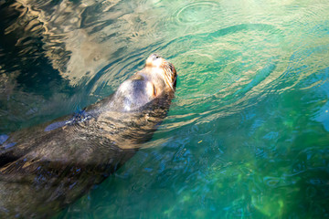 Fototapeta premium California sea lion take a breath above the water