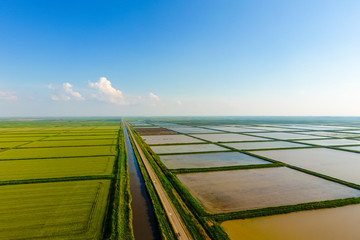 The rice fields are flooded with water. Flooded rice paddies. Agronomic methods of growing rice in...