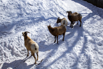 Naklejka premium Rocky Mountain Bighorn Sheep walking on the snow Winter