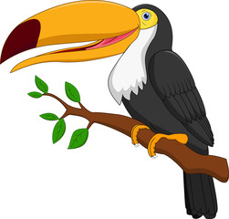 Cute toucan bird cartoon
