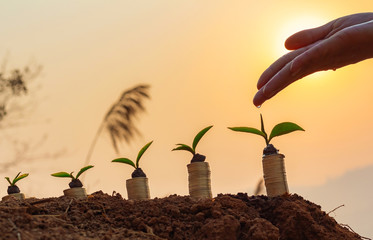 Hand nurturing and watering young baby plants growing on coins stack with germination sequence on fertile soil at sunrise background.growing money concept, finance and investment concept