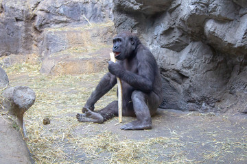 Western Lowland Gorilla playing with a stick 