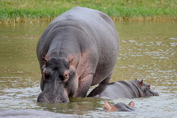 hypopotamus mud in Safari portrait