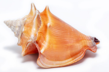 large orange sea shell, beautiful. Isolated background.